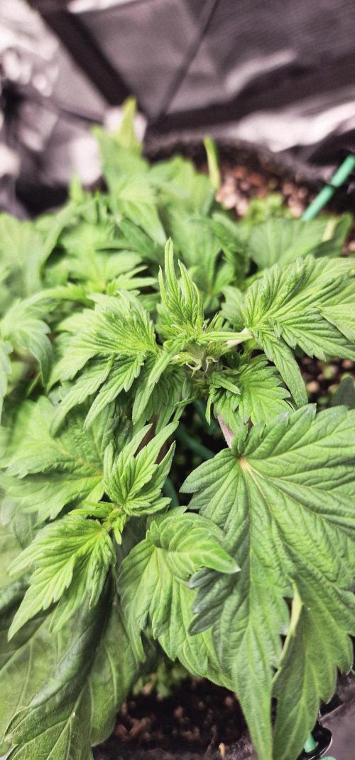 Auto Duck 🦆. Week 15