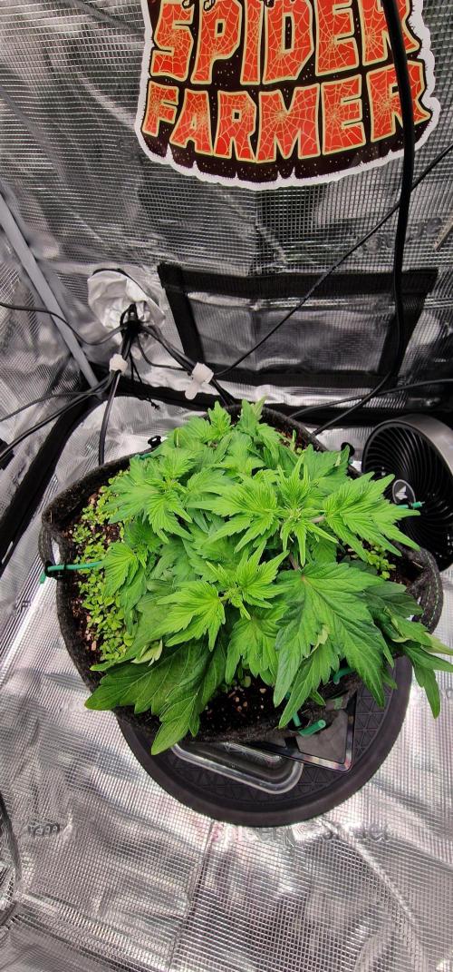 Auto Duck 🦆. Week 15