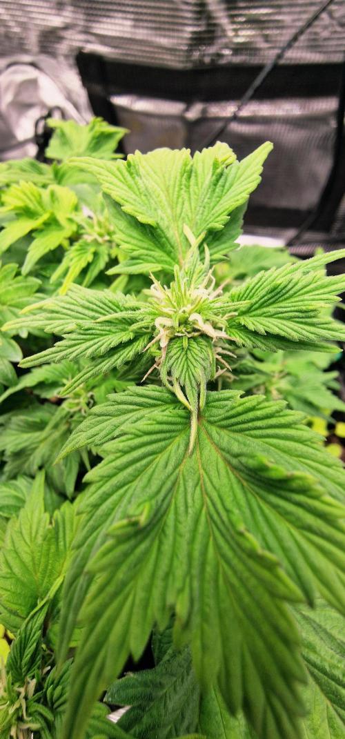 Auto Duck 🦆. Week 15