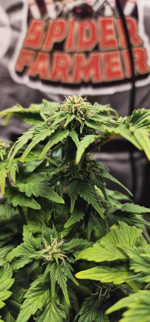 Auto Duck 🦆. Week 15