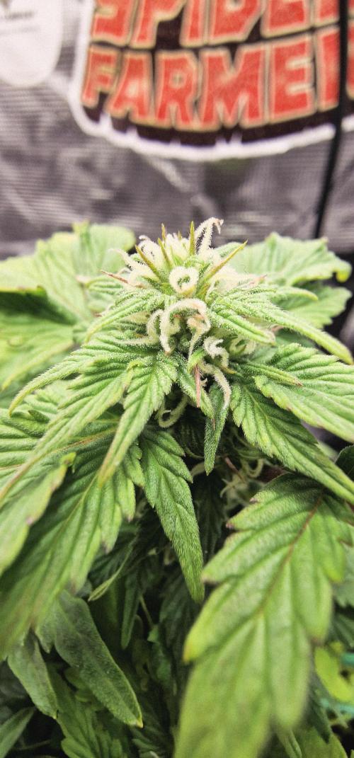 Auto Duck 🦆. Week 15