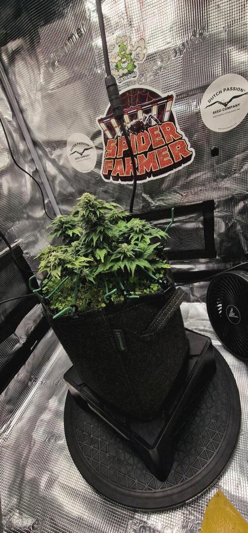 Auto Duck 🦆. Week 15