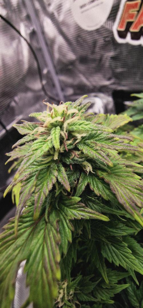 Auto Duck 🦆. Week 15