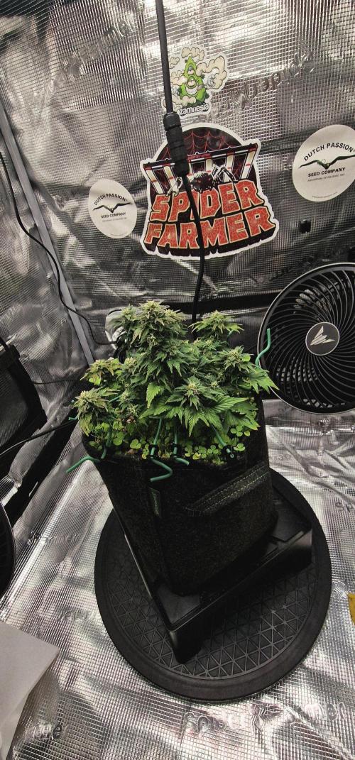 Auto Duck 🦆. Week 15