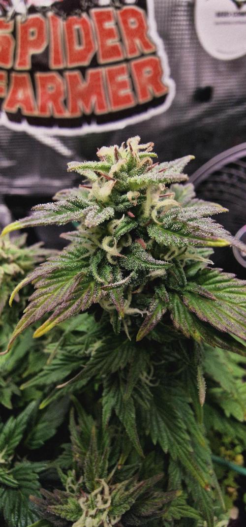 Auto Duck 🦆. Week 15