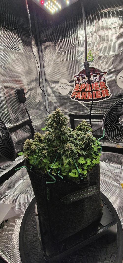 Auto Duck 🦆. Week 15