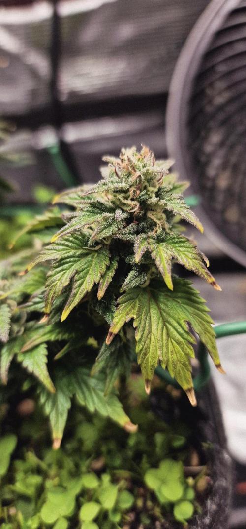 Auto Duck 🦆. Week 15