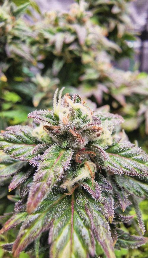 Auto Duck 🦆. Week 15