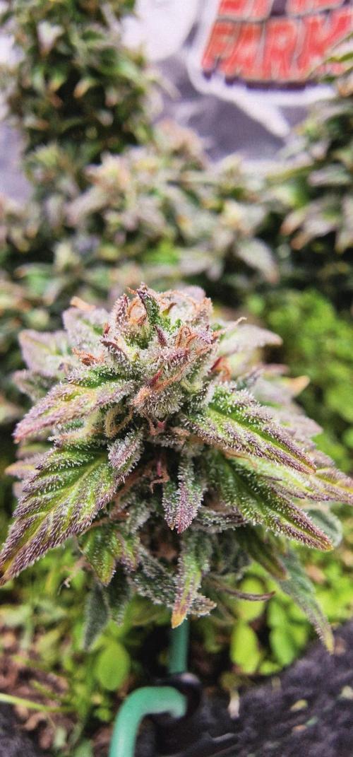 Auto Duck 🦆. Week 15