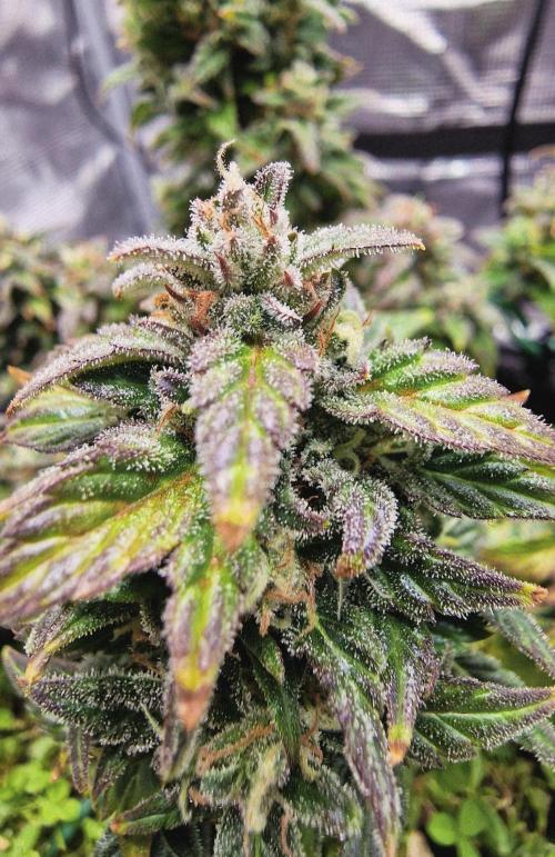 Auto Duck 🦆. Week 15