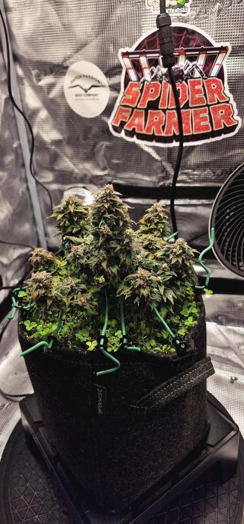 Auto Duck 🦆. Week 15