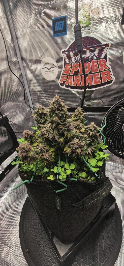 Auto Duck 🦆. Week 15