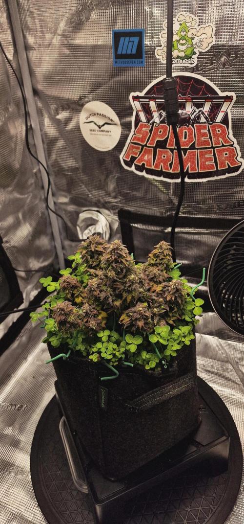 Auto Duck 🦆. Week 15