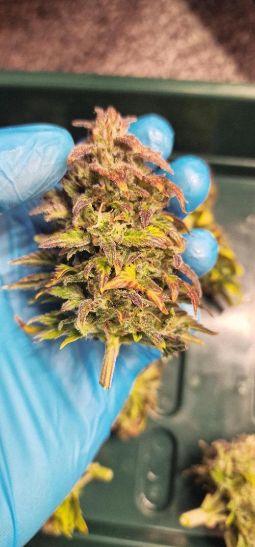 Auto Duck 🦆. Week 15