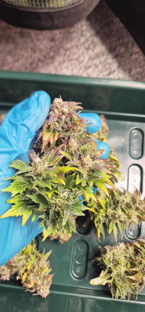 Auto Duck 🦆. Week 15