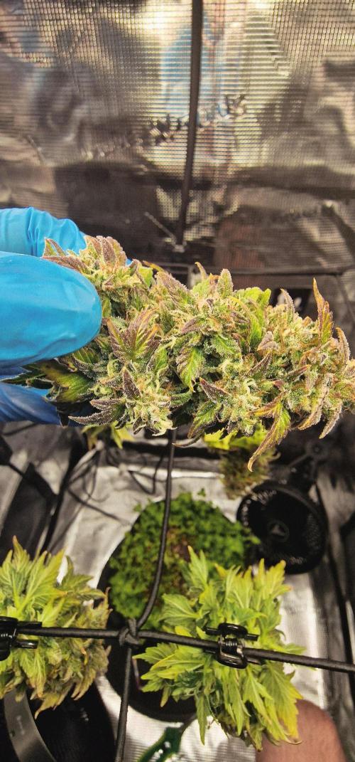 Auto Duck 🦆. Week 15