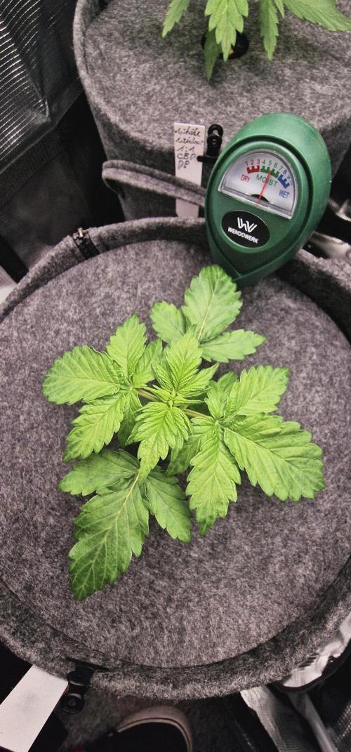 Stresskiller. Week 1