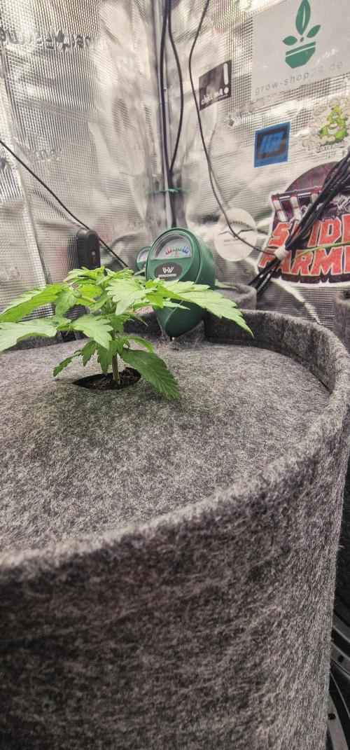 Stresskiller. Week 1