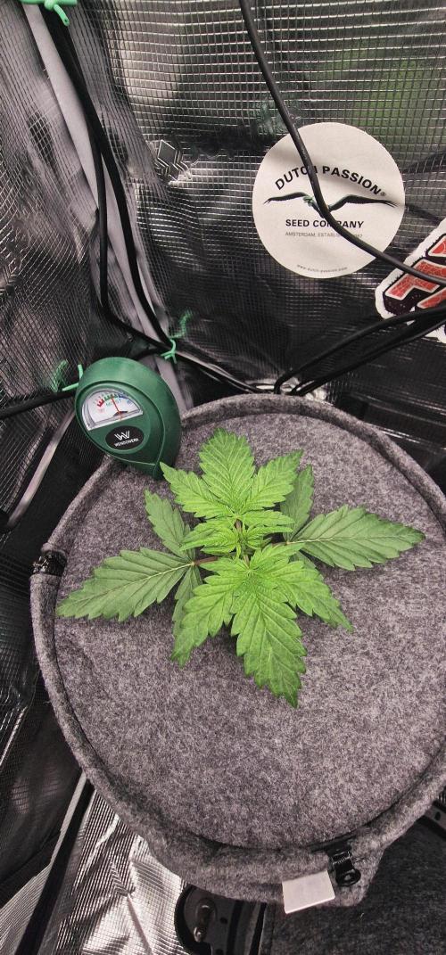 Auto White Widow CBD 1:1 ❄️. Week 1