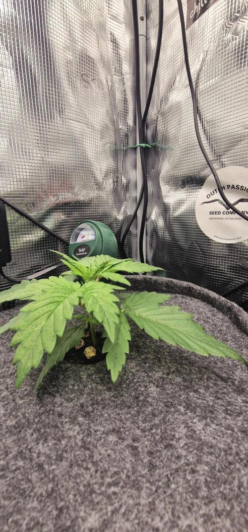 Auto White Widow CBD 1:1 ❄️. Week 1