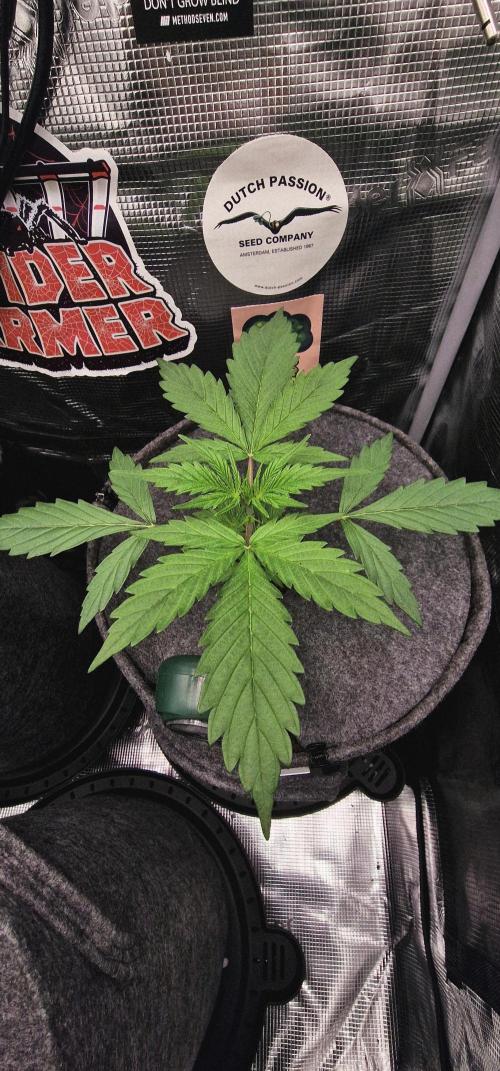 Skywalker Haze Auto . Week 1