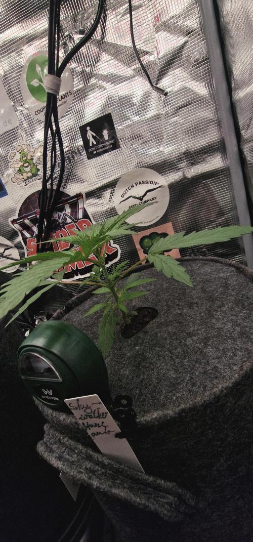 Skywalker Haze Auto . Week 1