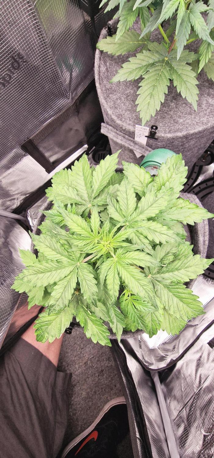 Stresskiller. Week 4