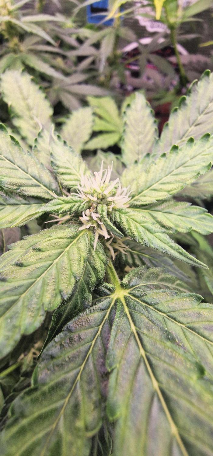 Stresskiller. Week 5