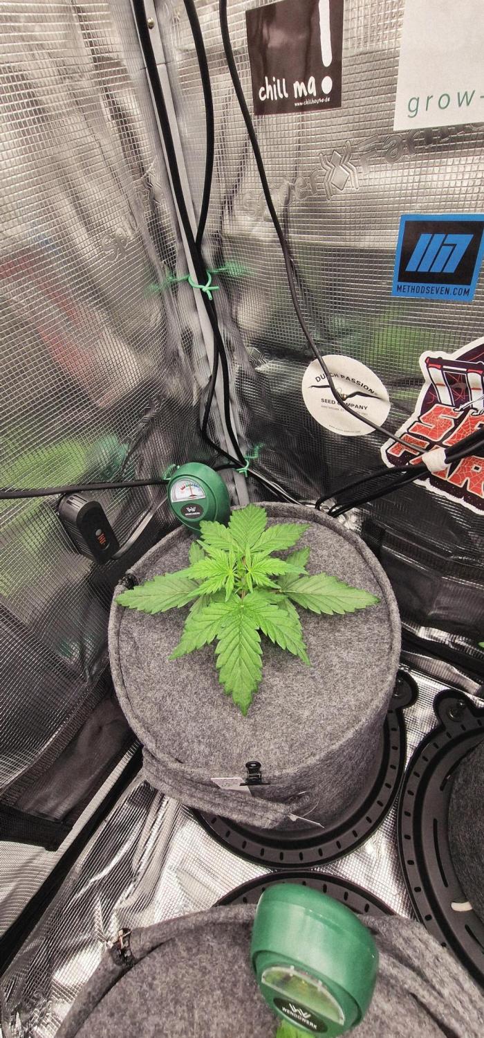 Auto White Widow CBD 1:1 ❄️. Week 2