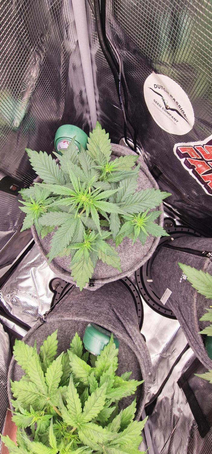 Auto White Widow CBD 1:1 ❄️. Week 4