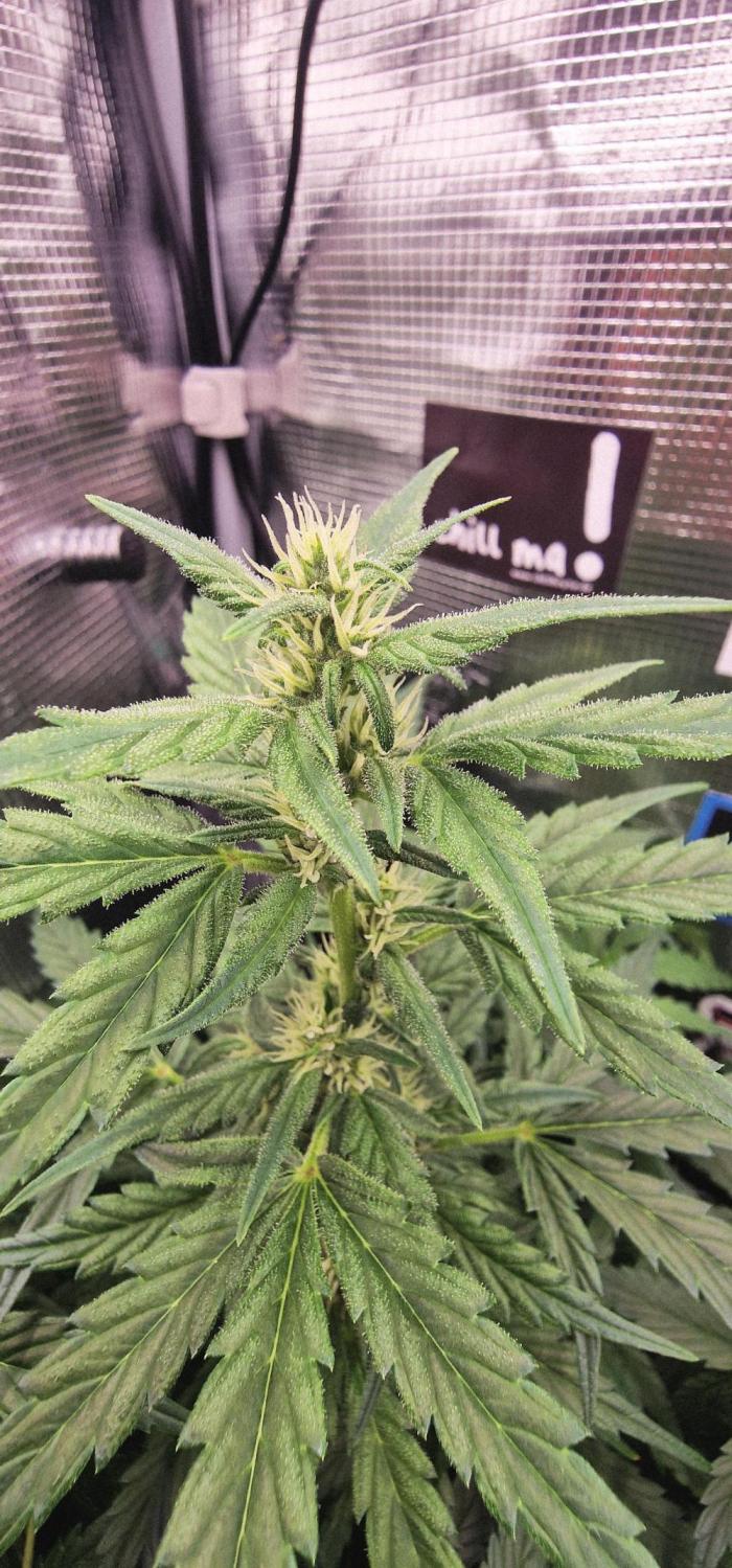 Auto White Widow CBD 1:1 ❄️. Week 5