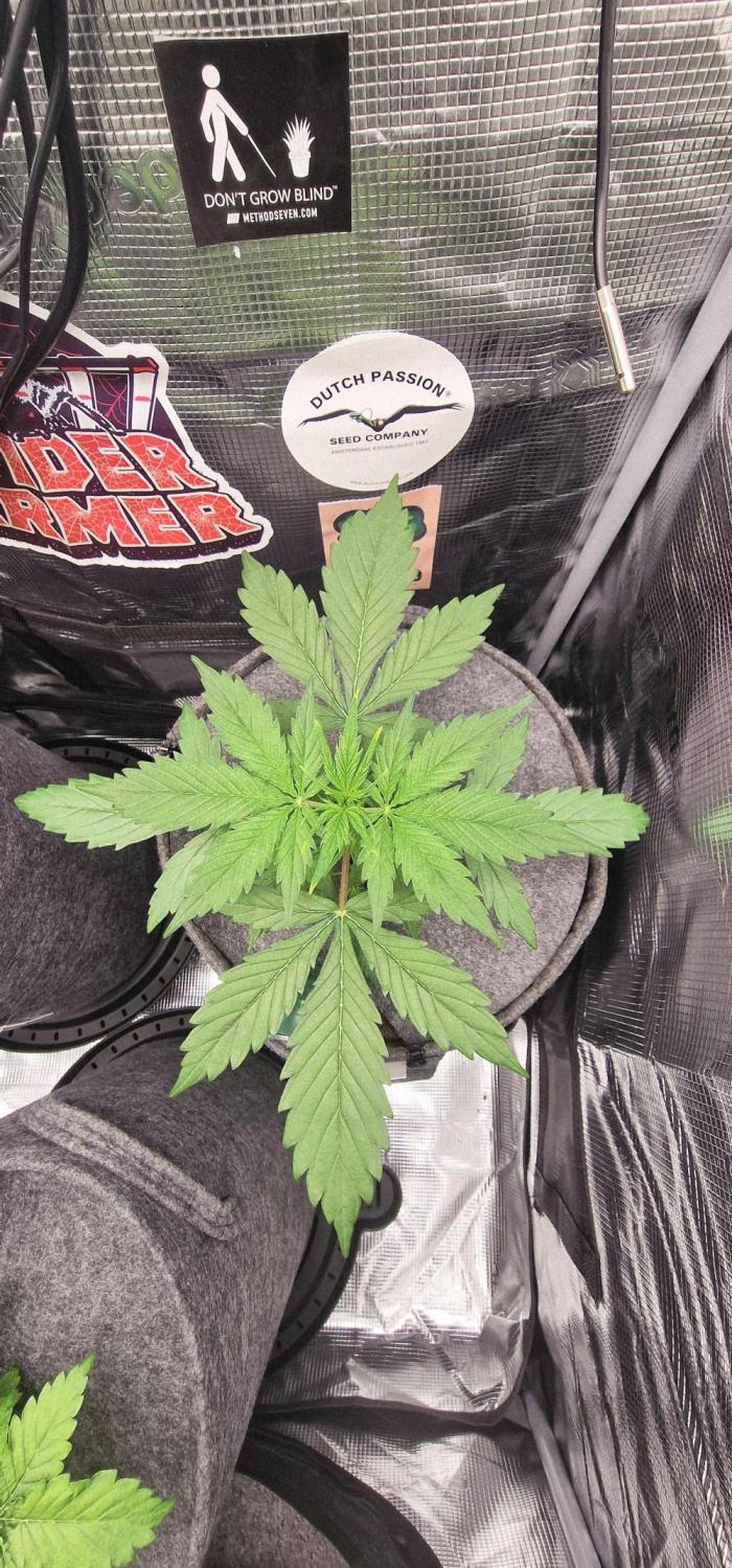 Skywalker Haze Auto . Week 3