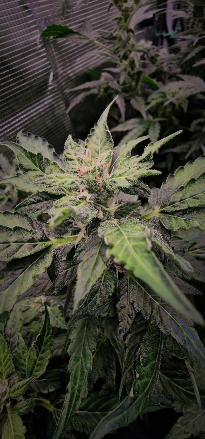 Stresskiller. Week 6