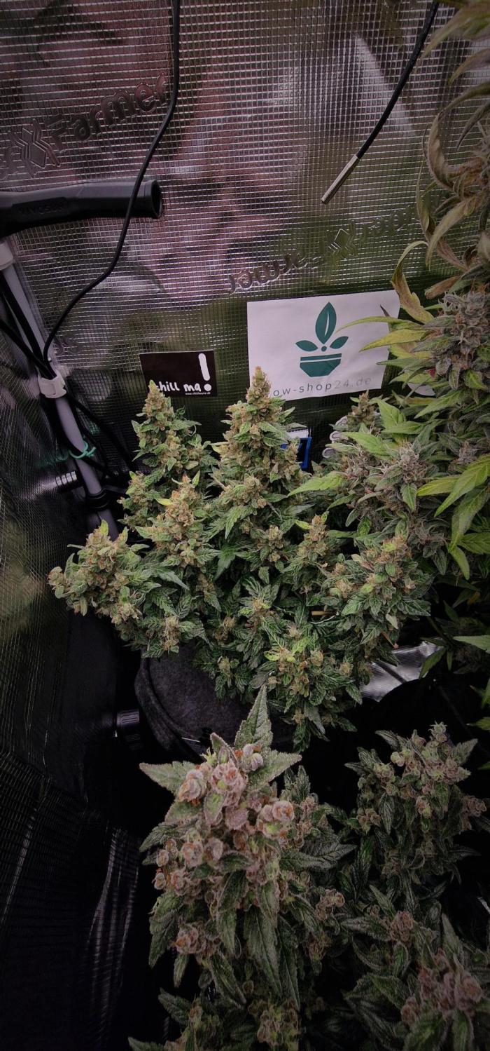 Stresskiller. Week 13