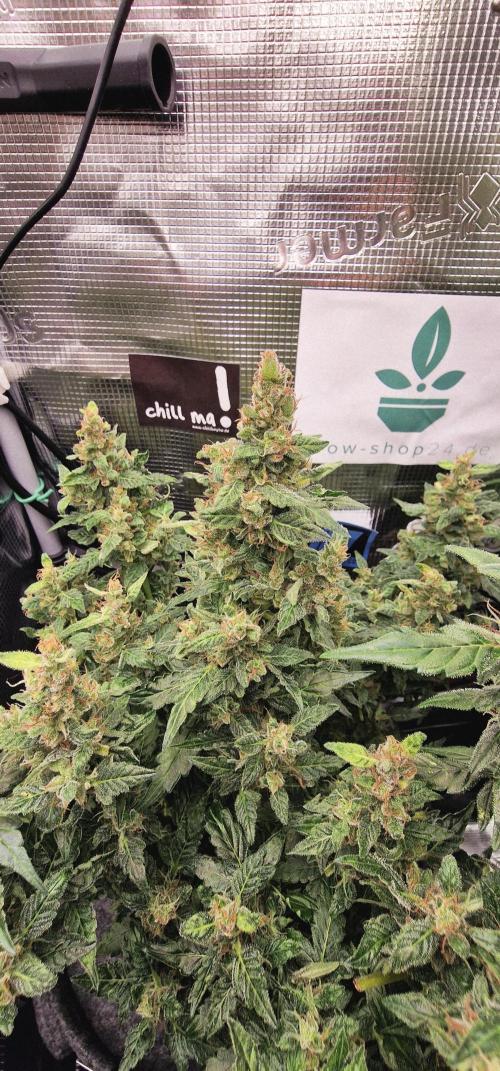 Stresskiller. Week 14