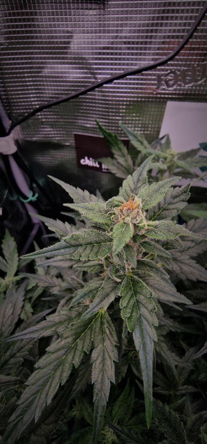 Auto White Widow CBD 1:1 ❄️. Week 7