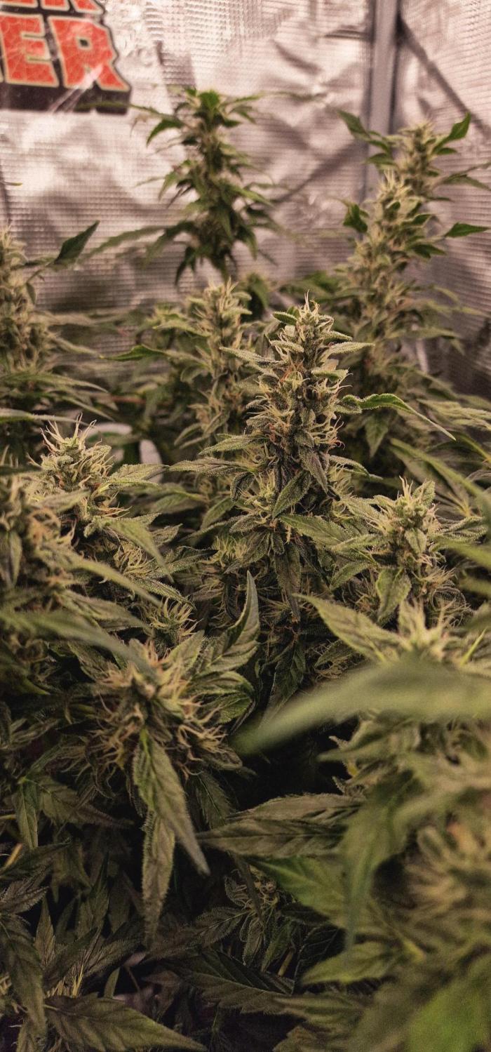 Skywalker Haze Auto . Week 7