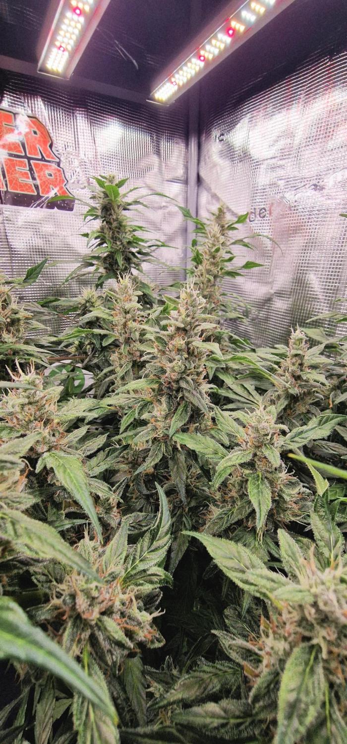 Skywalker Haze Auto . Week 8