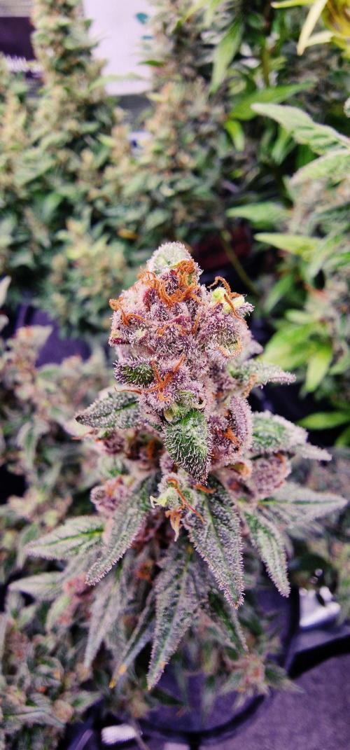 Auto White Widow CBD 1:1 ❄️. Week 12