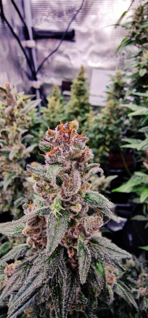 Auto White Widow CBD 1:1 ❄️. Week 13