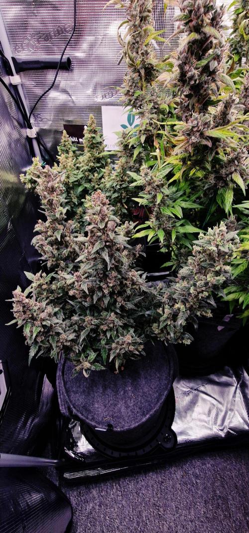 Auto White Widow CBD 1:1 ❄️. Week 13