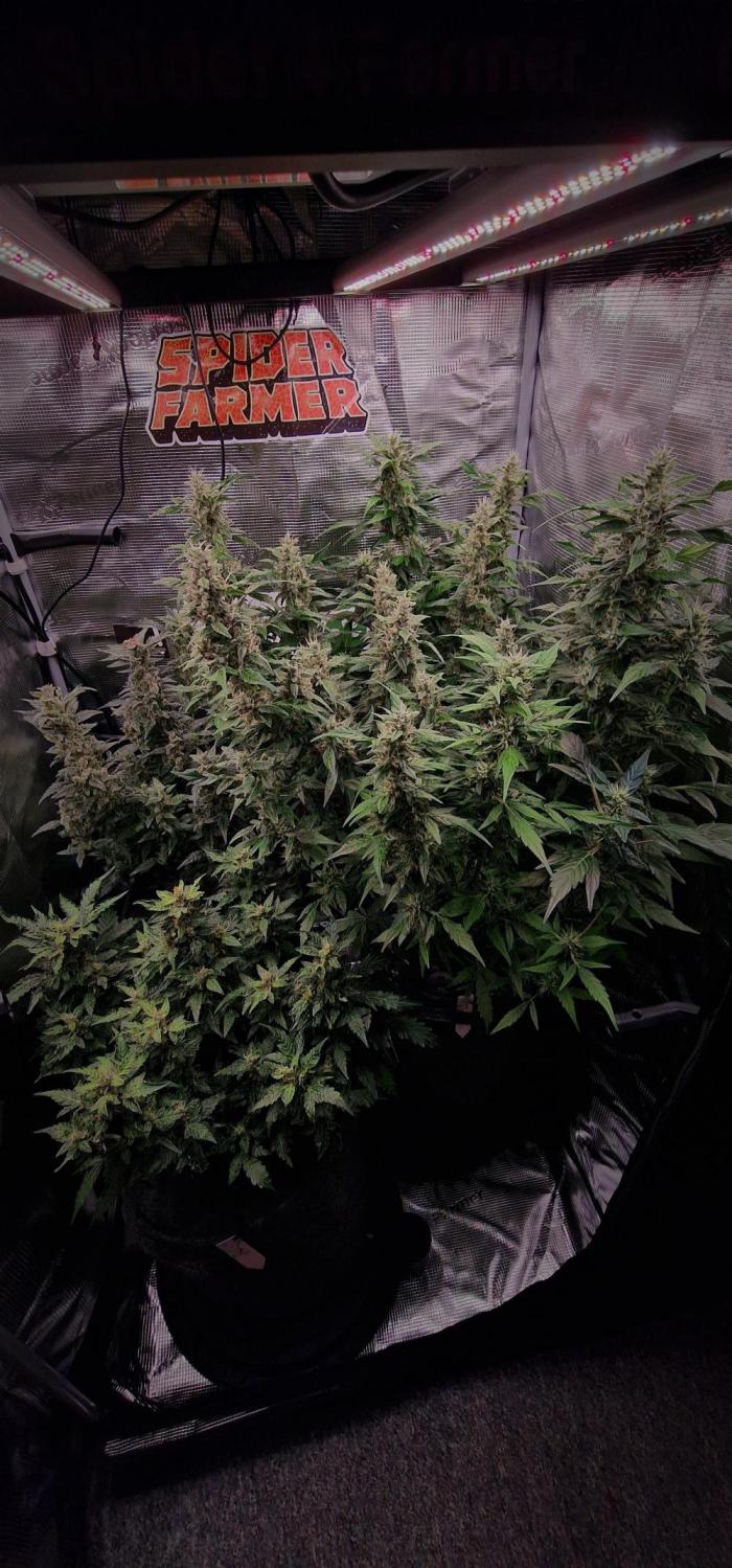 Skywalker Haze Auto . Week 9