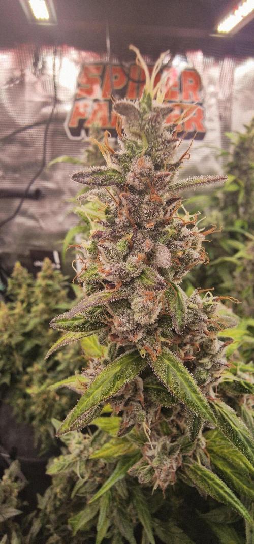 Skywalker Haze Auto . Week 13