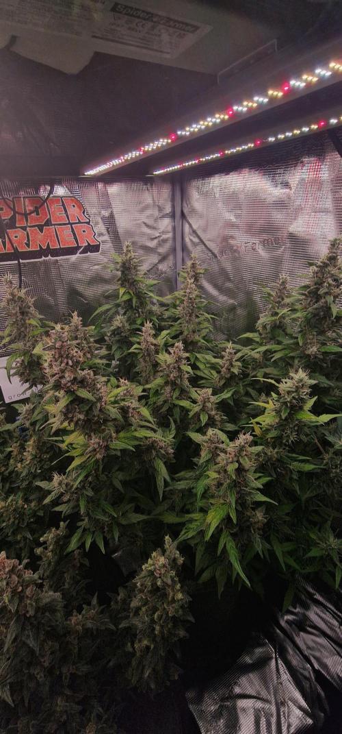 Skywalker Haze Auto . Week 13