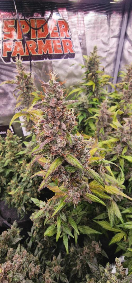 Skywalker Haze Auto . Week 14