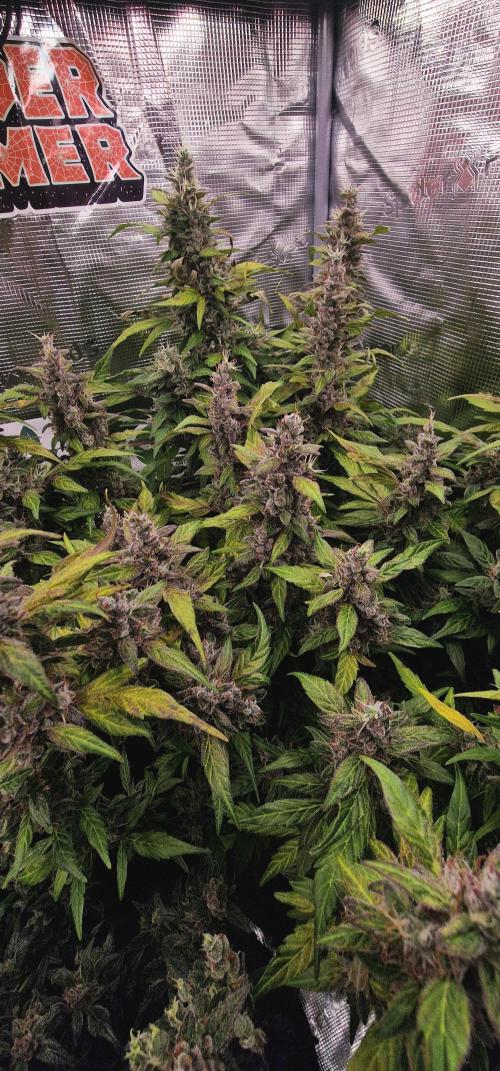 Skywalker Haze Auto . Week 14