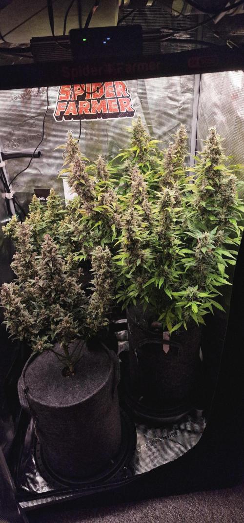 Skywalker Haze Auto. Week 16