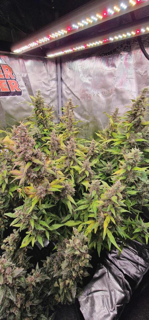 Auto Skywalker Haze. Week 16