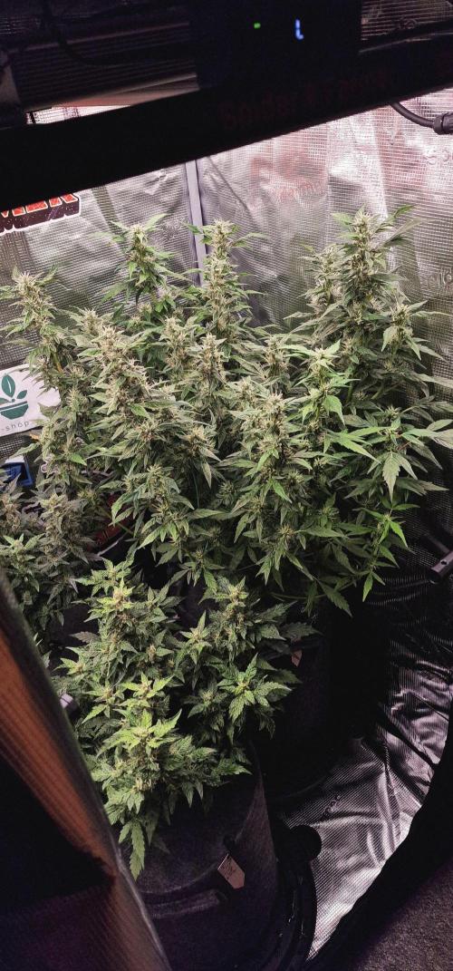 Skywalker Haze Auto. Week 7