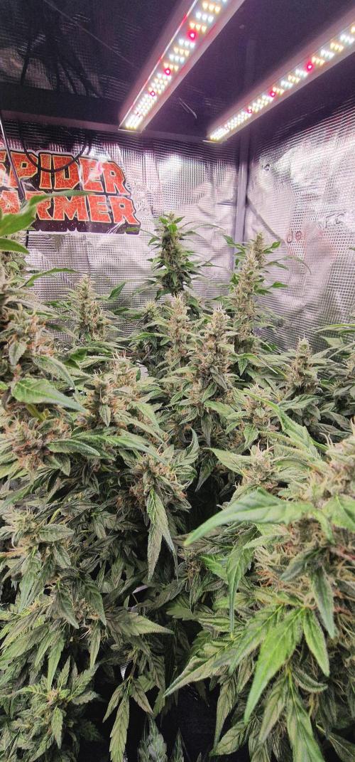 Skywalker Haze Auto. Week 7